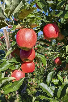 Red Apples Germany Prints: Red apples, ripe for the picking