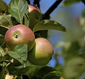Close Up Of Apple Tree Prints: Red apples on a tree