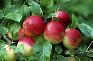 Balanced Diet Food Prints: Red apples on the tree
