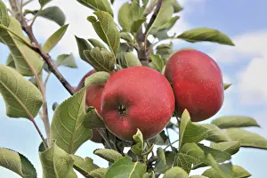 Red Apples Germany Prints: Red apples on a tree, Germany