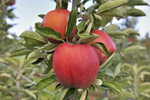 Red Apples On Tree Prints: Red apples on a tree, Germany