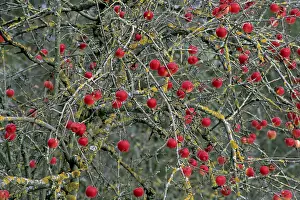 Atmospheric Autumn Mood Prints: Red apples on the tree in winter