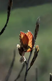 Red Coloured Deciduous Trees Prints: Red beech bud