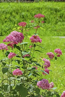 Southern Germany Nature Scenes Prints: Red bigleaf hydrangea (Hydrangea macrophylla)