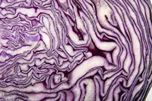 Red Cabbage Prints: Red cabbage