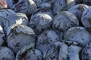 Uninhabited Farm Landscapes Prints: Red cabbage