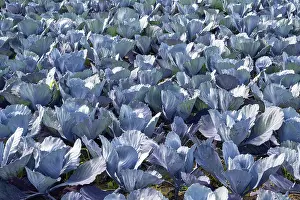 Lake Constance Region Agriculture Prints: Red cabbage, red cabbage, blue cabbage