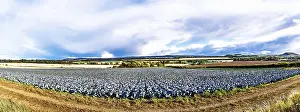 Scottish Farmland Landscape Prints: Red Cabbage on Scottish fields