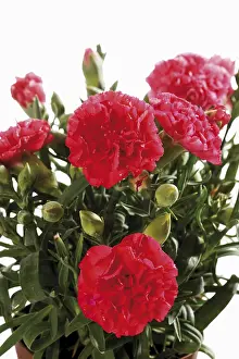 Studio Botany Photos Prints: Red carnations