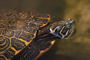Wildlife In Southern Europe Prints: Red-cheeked turtle (Trachemys scripta elegans)