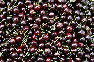 Freshly Picked Cherries Prints: Red cherries
