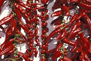 Chili Pepper Images Prints: Red Chilli red pepper