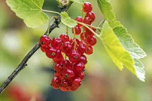 Central Europe Fruits Prints: Red currant (Ribes rubrum), fruit