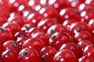 Red Coloured Fruits Prints: Red currants