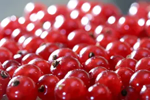 Fresh Fruit Images Prints: Red currants