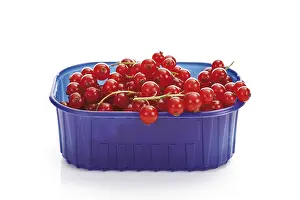Red Coloured Fruits Prints: Red currants in a plastic box