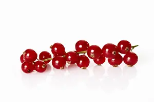 Studio Fruit Photography Prints: Red Currants (Ribes)