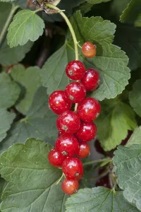 Botany Plant Details Prints: Red Currants (Ribes rubrum)