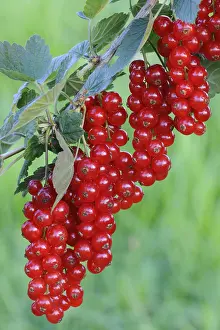 Close Up Fruit Prints: Red currants (Ribes rubrum)