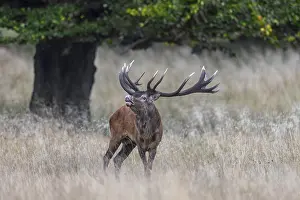 Red Deer In Natural Environment Prints: Red deer (Cervus elaphus)