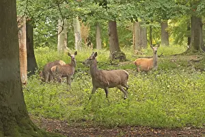 Natural Environment Animal Images Prints: Red deer (Cervus elaphus), herd