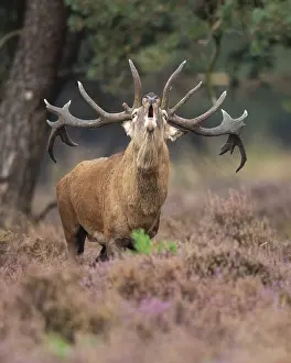 Central Europe Fauna Pictures Prints: Red deer (Cervus elaphus), Hoenderloo