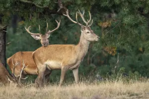Framed Print : Red Deer Print, Hoenderloo Red deer in Gelderland, Netherlands