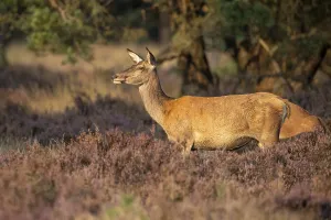 Mammals In The Wild Prints: Red deer (Cervus elaphus), Hoenderloo