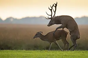 Animal Couple In Nature Prints: Red deer (Cervus elaphus) mating