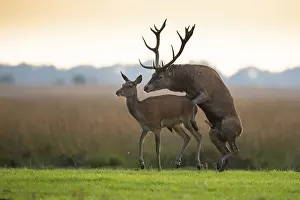 Red Deer Mating Season Prints: Red deer (Cervus elaphus) mating