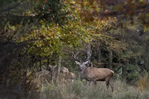Even Toed Ungulate Species Prints: The red deer (Cervus elaphus) stands pleadingly behind the pack