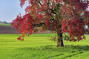 European Fruit Growing Prints: Red discoloured pear tree (Pyrus)
