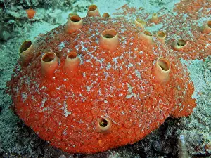 Pompano Prints: Red Drilling Sponge Print, Nursery Dive Site, Pompano Beach
