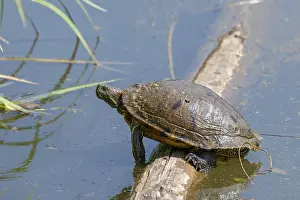 Wildlife Photography Austria Prints: Red-eared slider (Trachemys scipta elegans)