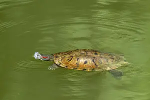 Wildlife Photography Austria Prints: Red-eared slider (Trachemys scipta elegans)