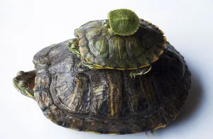 Trachemys Scripta Elegans Prints: Red eared slider (Trachemys scripta elegans)