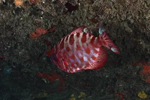 Atlantic Ocean Wildlife Prints: A red fish with a patterned body