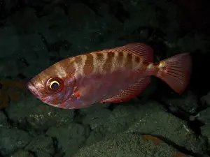 El Cabron Marine Reserve Prints: A red fish with a striking pattern
