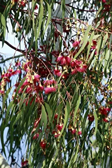 Eucalyptus Tree Prints: Red flowers on Eucaplyptus tree (Eucalyptus spec)