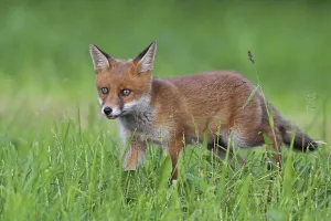 Canine Wildlife Images Prints: Red fox
