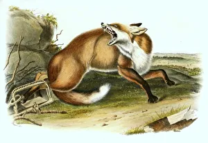Predator Animal Illustration Prints: Red fox has fallen into a beating trap