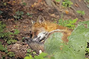 European Red Fox Habitat Prints: Red fox (Vulpes vulpes)
