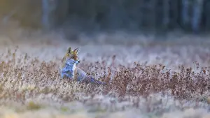 European Red Fox Wildlife Prints: Red fox (Vulpes vulpes), securing in the last light