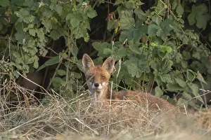 Prints of A red fox (Vulpes vulpes) is sitting in a field. It is looking around intently. The vegetation is green and dense. The sun is shining. Bas-Rhin, Alsace, France Red Fox Prints: Red Fox in a Field Print - Bas-Rhin, France