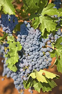 Red Grapes Prints: Red grapes