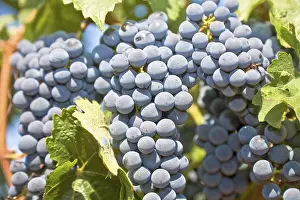 Red Grapes Prints: Red grapes