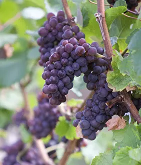 Red Grapes Prints: Red grapes