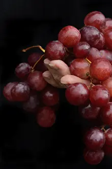 Red Grapes Prints: Red grapes in hand