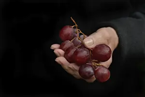 Wine Grape Cultivation Prints: Red grapes in hand