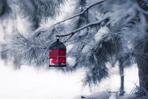 Snow Covered Trees Prints: Red lantern on the snowy tree